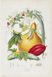 Cucurbitáceas, La Tribu de la Calabaza, de Ilustraciones de los Órdenes Naturales de Plantas, 1849-55